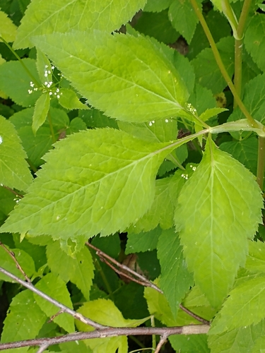 Canadian honewort (Cryptotaenia canadensis)