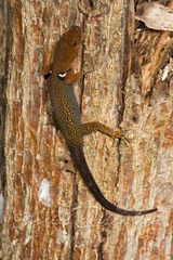 O'shaughnessy's Gecko photo 4