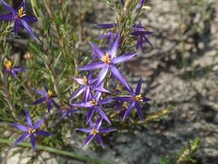 Calectasia intermedia
