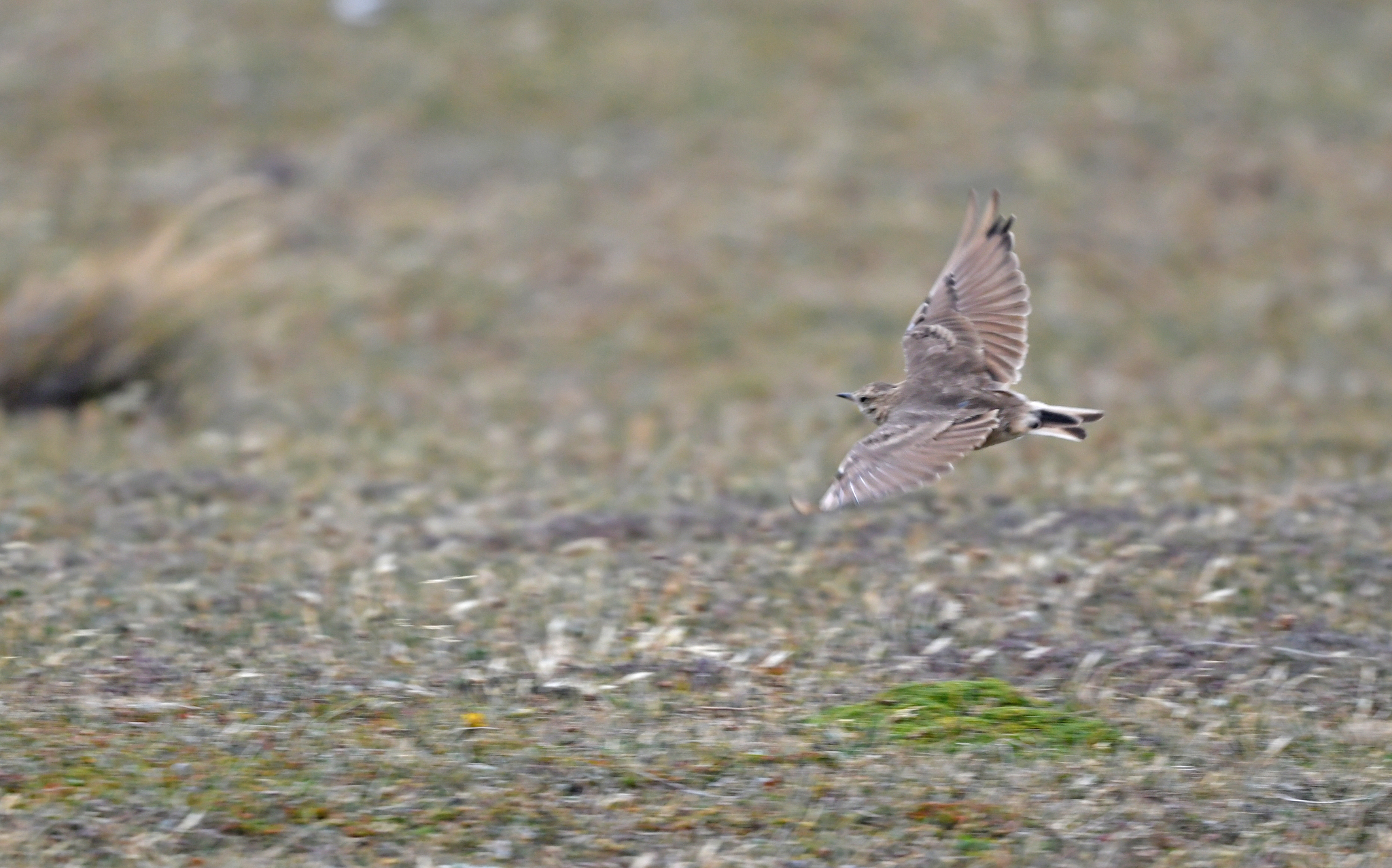 Short-billed Miner (Geositta antarctica), photo 10