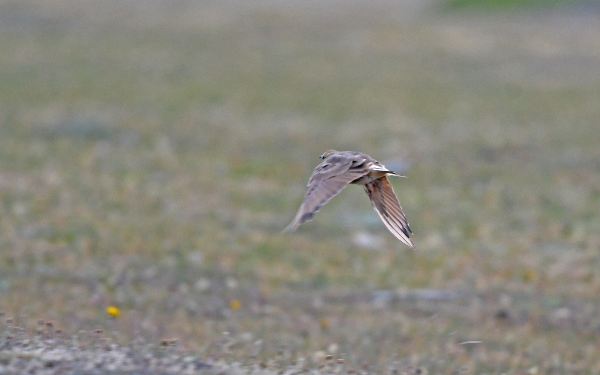 Short-billed Miner (Geositta antarctica), photo 9
