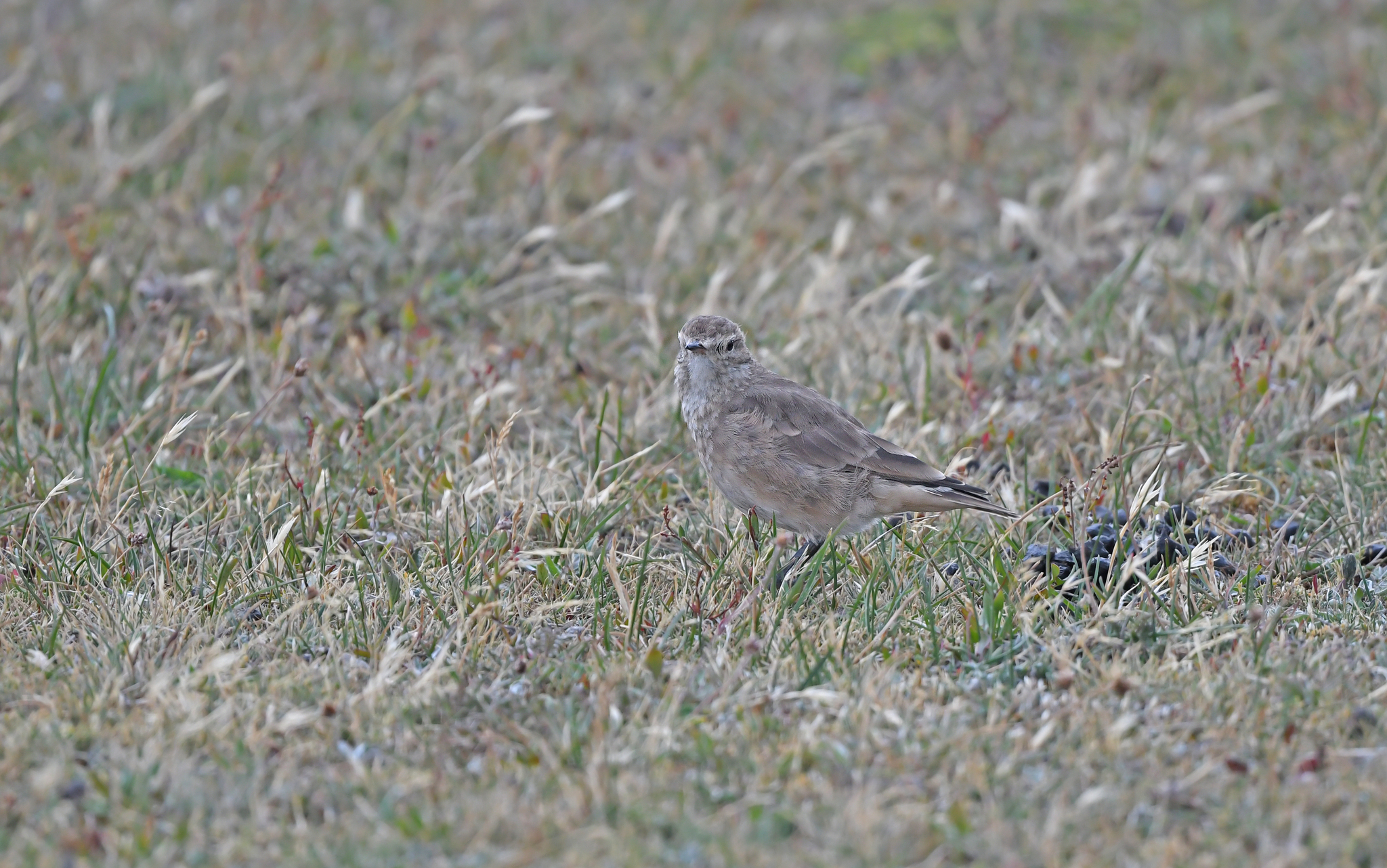 Short-billed Miner (Geositta antarctica), photo 8