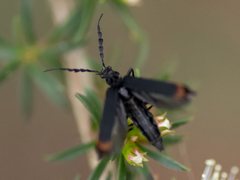 Pseudolycus haemorrhoidalis