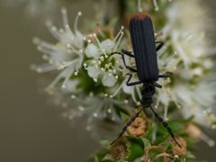 Pseudolycus haemorrhoidalis