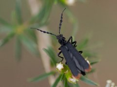 Pseudolycus haemorrhoidalis