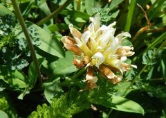 Trifolium longipes