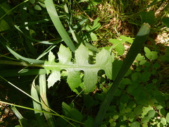 Lactuca ludoviciana