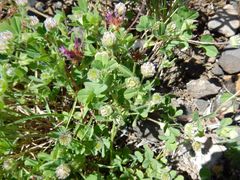 Trifolium microcephalum