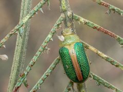 Calomela parilis