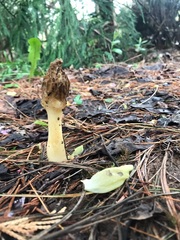 Morchellaceae