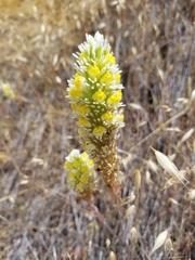 Castilleja lineariloba