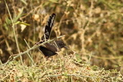 Cercotrichas podobe