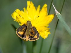 Ocybadistes walkeri sothis