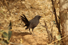 Cercotrichas podobe