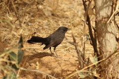 Cercotrichas podobe