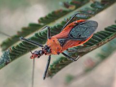 Gminatus australis