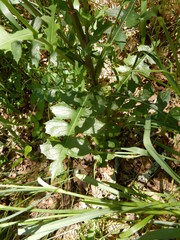 Lactuca ludoviciana