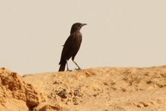 Myrmecocichla aethiops