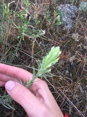 Castilleja thompsonii