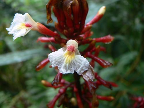 Renealmia fragilis