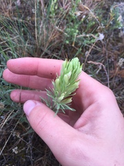 Castilleja thompsonii