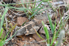 Leprus