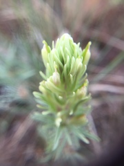 Castilleja thompsonii