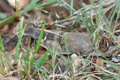 Leprus