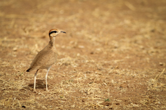 Cursorius temminckii