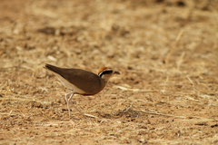 Cursorius temminckii