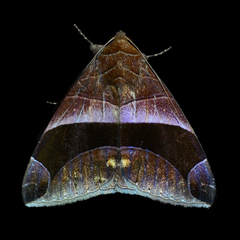 Bastilla acuta