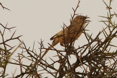 Argya fulva