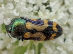 Castiarina flavopicta
