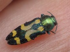 Castiarina flavopicta