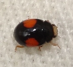 Brachiacantha subfasciata