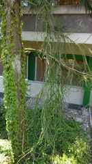 Cryptomeria japonica