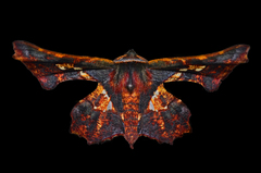 Garaeus
