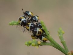 Commius elegans