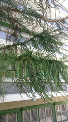 Cryptomeria japonica