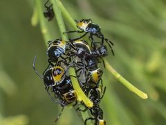 Commius elegans