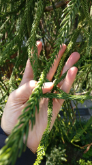Cryptomeria japonica