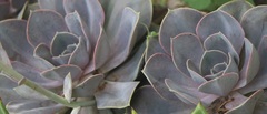 Echeveria gibbiflora × potosina