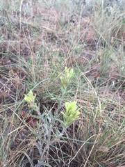 Castilleja thompsonii