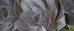 Echeveria gibbiflora × potosina