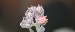 Echeveria gibbiflora × potosina