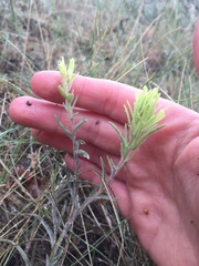 Castilleja thompsonii