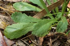 Brachyscome spathulata