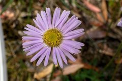 Brachyscome spathulata