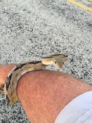 Bogertophis subocularis subocularis