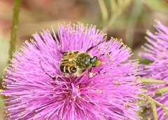 Trichiotinus piger